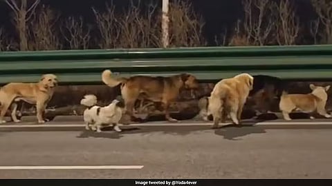 17 किमी का “वफादार सफर”: चुराए गए 7 कुत्ते खुद लौटे घर