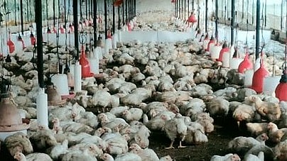 बर्ड फ्लू को और फैलने से रोकने के लिए पक्षियों को मारने पड़े ( फाइल फोटो ।