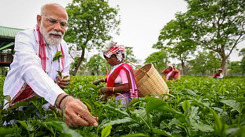 असम के चाय बागान में चाय की पत्तियां तोड़ते पीएम नरेंद्र मोदी।