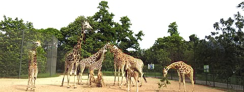 गर्मी से बचाव के लिए अलीपुर चिड़ियाघर प्रशासन पूरी तरह तैयार