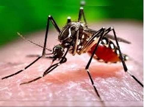 चुनाव के बीच स्कूलों में डेंगू जागरूकता कार्यक्रम पर सवाल