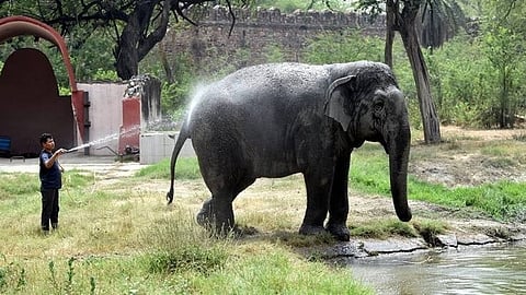 नाहरगढ़ में भालुओं के लिए ‘फ्रूट आइसक्रीम’, हाथियों के लिए कूलर और ‘पेडीक्योर’