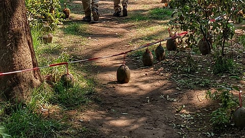 Bombs Recovered From Abandoned Garden in Haroa, West Bengal; Panic Shifts to Locals
