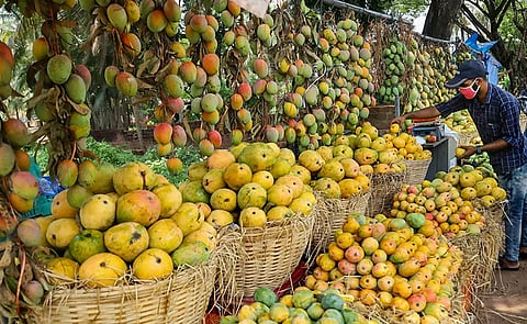मालदा के हिमसागर आम पर मौसम की मार, निर्यात पर मंडराया संकट