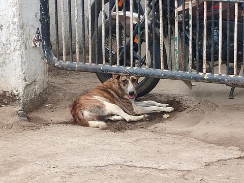 श्री विजयपुरम में कैनाइन डिस्टेंपर के मामले सामने आए, पालतू कुत्तों का टीकाकरण कराने की अपील