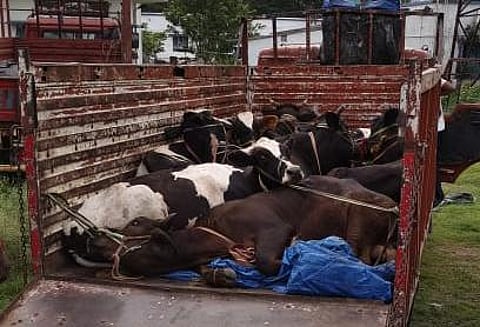 गाड़ी में रखी गयीं गायें