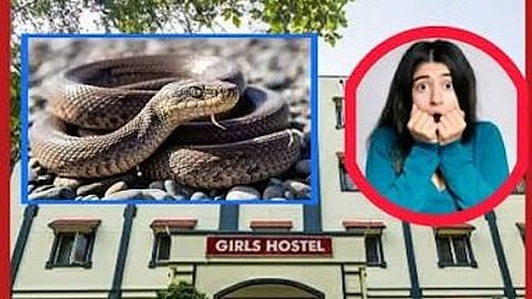 हॉस्टल में सो रही चार छात्राओं को सांप ने डसा