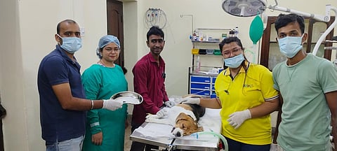 Human Love Saves a Pet: Doctors Endoscopically Remove Earbud from Beagle Khushi in Kolkata