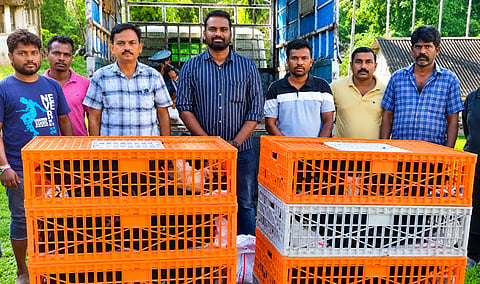 जरावा जनजातीय समूह के लिए वितरित की गई निकोबारी मुर्गियों का दृश्य।