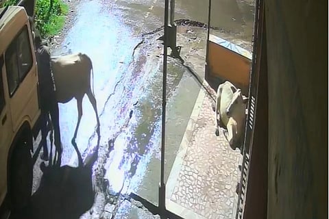 घर के सामने बैठी गाय को टाटा सूमो में डालकर ले गए दो लोग, CCTV में कैद हुई चोरी