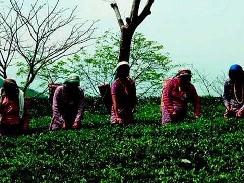 सिलीगुड़ी-दार्जिलिंग की चाय को नई उड़ान