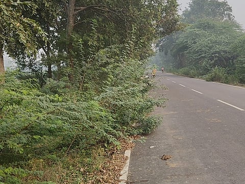 झाड़ियों से ढकी सड़कें होंगी साफ।