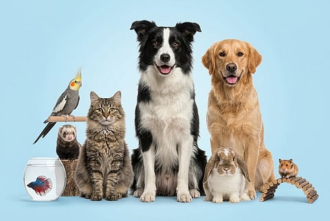 Pets