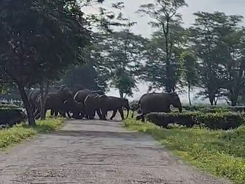 रेल लाइन और राष्ट्रीय राजमार्ग पार कर रहे हाथियों के झुंड, वन विभाग की बढ़ी चिंता