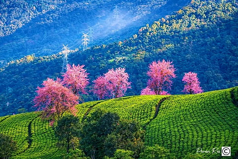 चेरी के फूलों से सजेगा तिमी-तार्कू, 25 नवंबर से शुरू होगा सिक्किम चेरी महोत्स