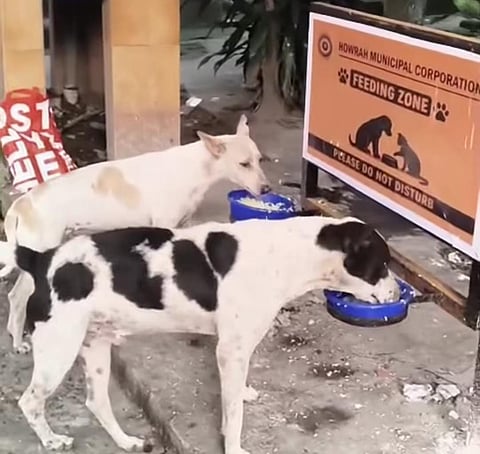 Howrah Corporation Starts Street Dog Feeding Zones as per Supreme Court Guidelines