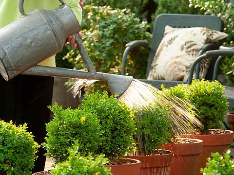 Plant Care