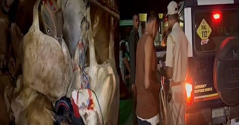 ट्रक के गुप्त तहखाने से 30 मवेशी बरामद, एक की मौत