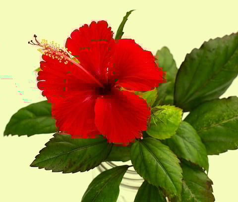 शुक्रवार को करें गुड़हल के फूल के ये उपाय, हो सकते हैं मालामाल