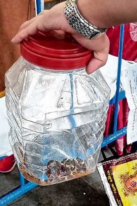 Kolkata News : सांप ने डंसा तो डिब्बे में उसे बंद कर अस्पताल पहुंचा युवक