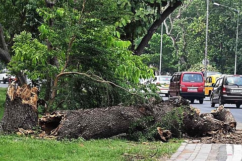 Trees Uprooted : काल बैसाखी में महानगर के टूटे इतने पेड़