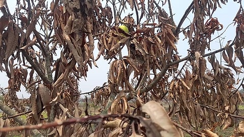 सैकड़ाें आम के पेड़ाें में लगी आग