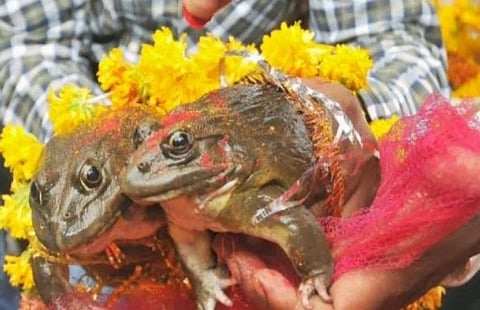 गर्मी में तपे लोग तो करायी मेंढक और मेंढकी की शादी