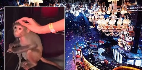 Monkeys in chains at theme party : … तो इसलिये कोलकाता के नाइट क्लब में बंधे है बंदर