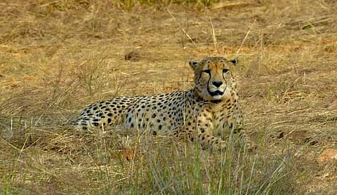 Another Cheetah Dies At Kuno : कूनो में एक और चीते की मौत