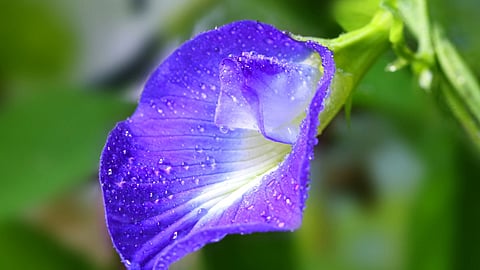 Friday Mantra : इंसान को तुरंत अमीर बना सकते हैं इस नीले फूल के …