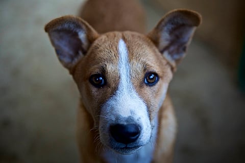 सांकेतिक चित्र