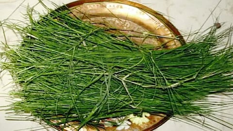 Astrology Tips: कीमती सामान खो गया है तो करें दूर्वा का ये उपाय, जल्द मिल जाएगी खोई चीज