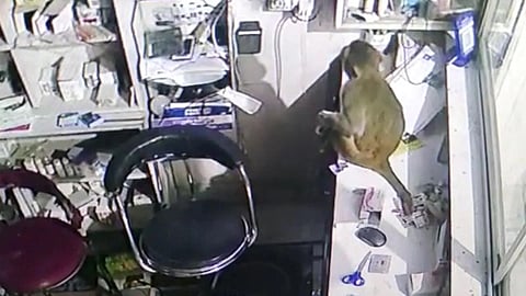 Ballia के Medical Store में घुसकर बंदरों ने खाई खूब सारी दवाइयां