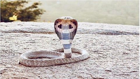 (सोर्स- इंटरनेट)