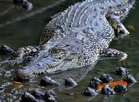 युवक को पानी में खींच ले गया मगरमच्छ, देखते रह गए दोस्त