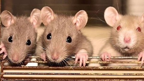 Shocking ! पैरेंट्स सोते रहे, 6 माह के बच्चे को खा गए चूहे, पुलिस को इस हाल में मिला