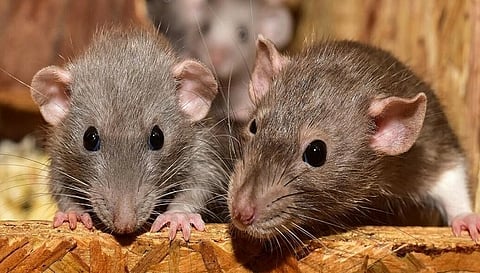 सांकेतिक तस्वीर