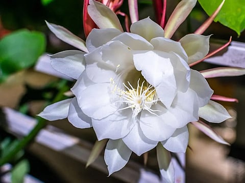 किस्मत चमका देगा रात में खिलने वाला ये दुर्लभ फूल, देखने भर से पूरी होगी हर इच्छा