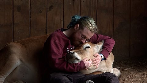 Cow Cuddling के लिए इस देश में पैसे देते हैं लोग, मानसिक रोगियों को होता है फायदा