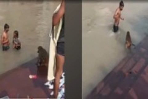 Viral Video: बंदर से लड़की ने लिया पंगा तभी जो हुआ…