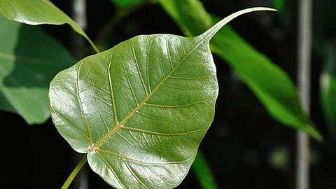 Vastu Tips: जब पीपल का पेड़ घर में उग जाए तो क्या करना चाहिए ? जानें वास्तु नियम