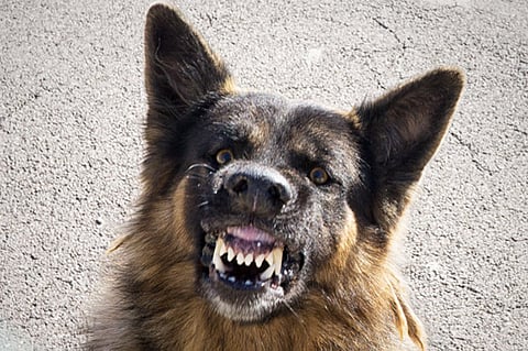 कुत्ते ने ली 5 महीने के शिशु की जान, इसके बाद लोगों ने कुत्ते को….