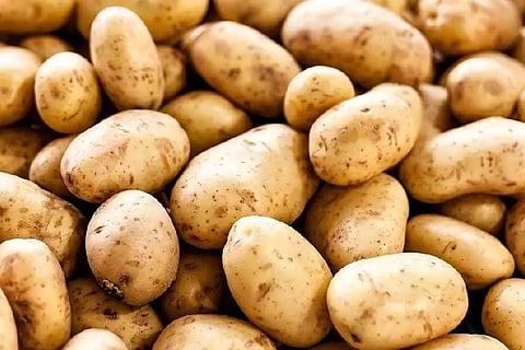 पश्चिम बंगाल: हड़ताल के बाद ‘कोल्ड स्टोरेज’ से आलू की आपूर्ति में 35% की वृद्धि…