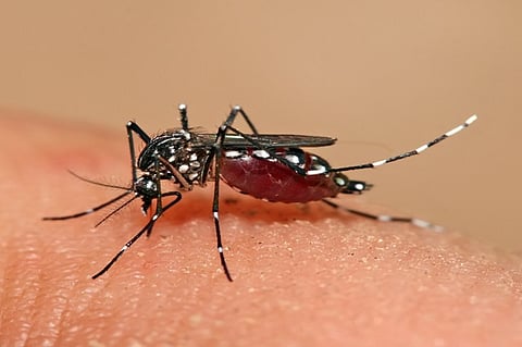Kolkata Dengue Update : बंगाल में बढ़ रहे डेंगू के मामले