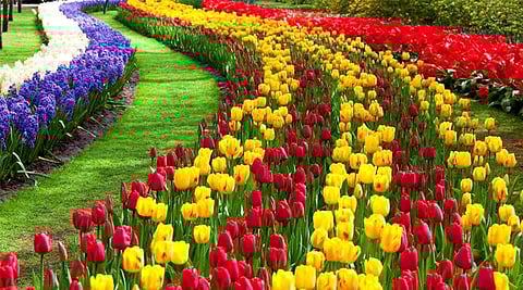 West Bengal: विश्वकर्मा पूजा से पहले मौसम की मार से फूलों की खेती में भारी नुकसान