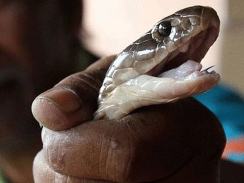 …जब सांप को बोरी में भरकर अस्पताल पहुंचा युवक