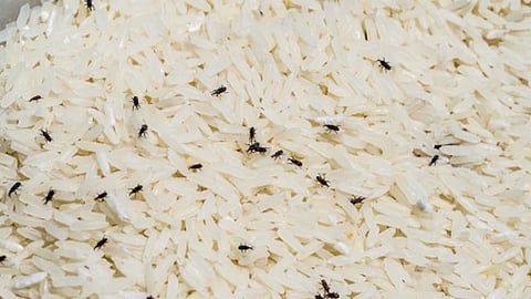 घुन से बचाएं दाल चावल, आजमाएं ये घरेलू आसान नुस्खे