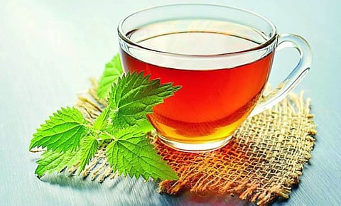 Green Tea: ग्रीन टी में होते हैं बड़े-बड़े गुणों के भंडार