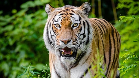 क्या बाघिन ‘जीनत’ फसेगी नायलॉन के जाल में…