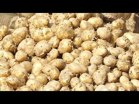 कम हुए आलू के दाम, सब्जी प्रेमियों को मिली राहत